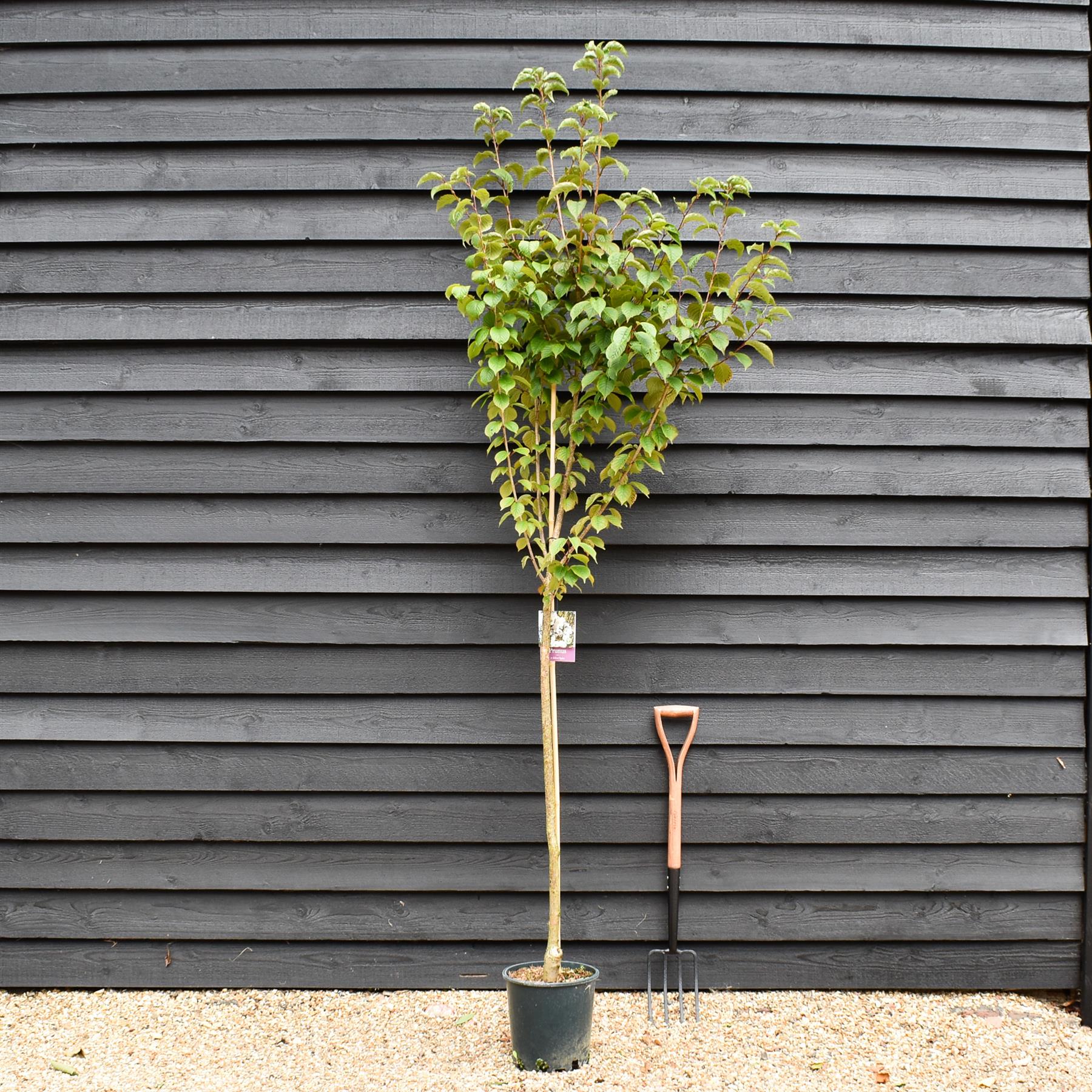 Prunus 'Spire' | Cherry 'Spire' - Height 150-180cm - 12lt – Arundel ...