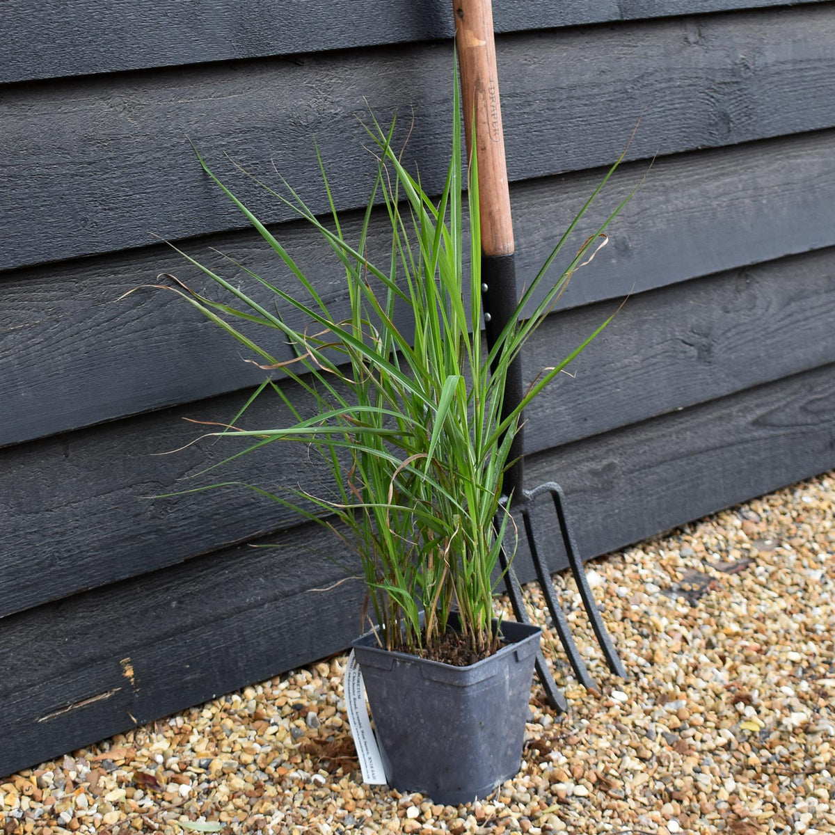 Miscanthus sinensis 'Lady in Red' - Grass - 3lt
