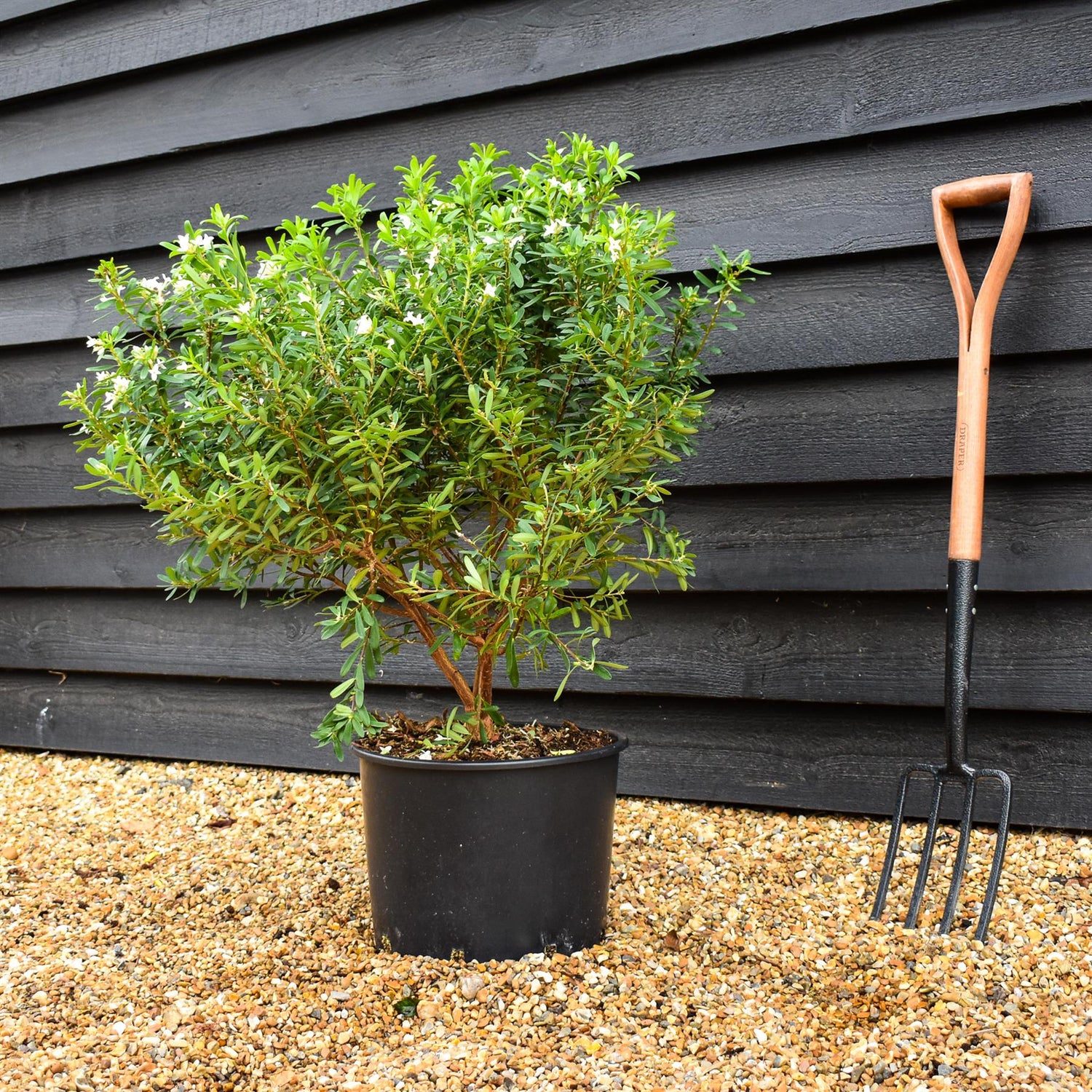 Daphne transatlantica Eternal Fragrance - Established - Height 40cm - Width 40-50cm - 20lt