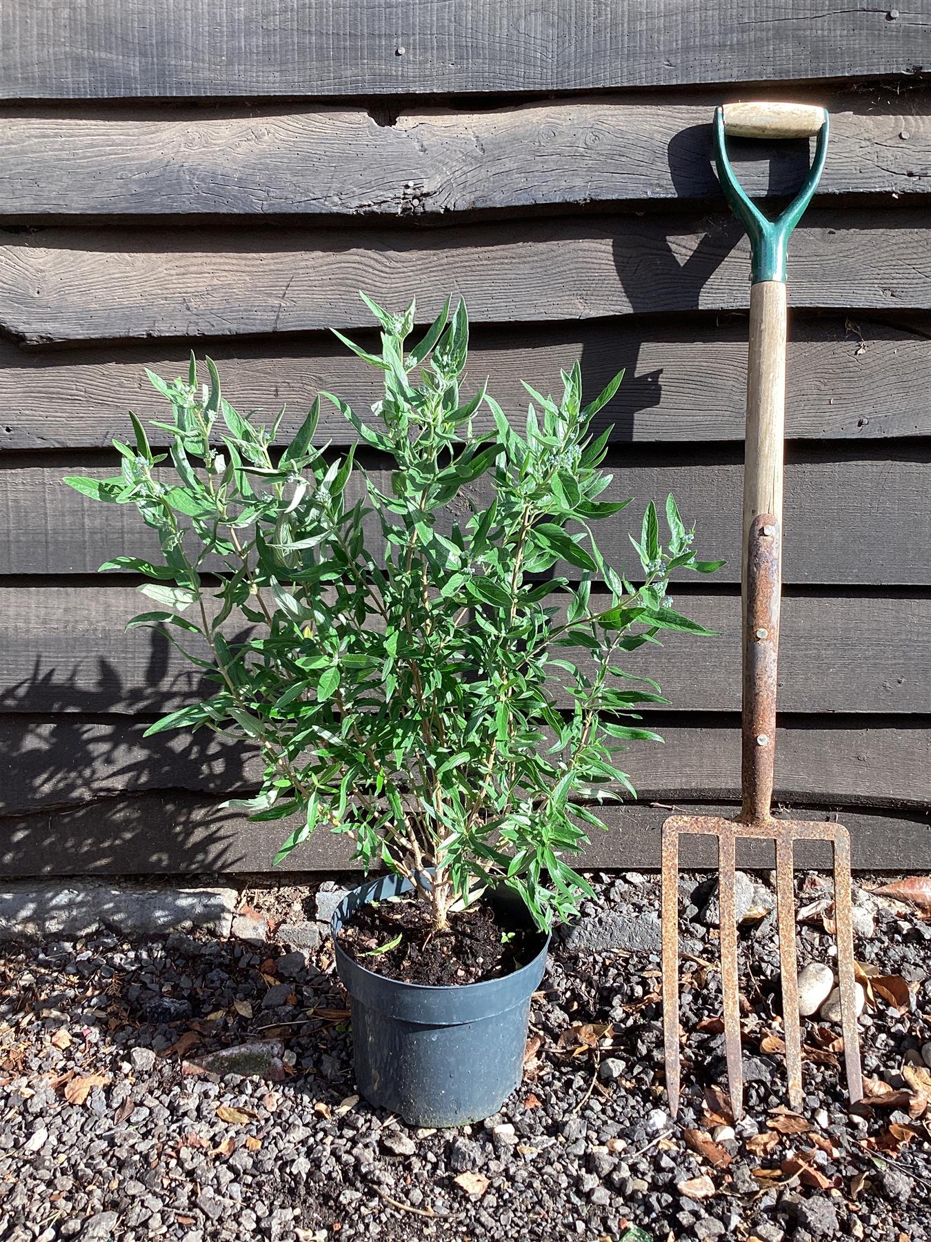 Caryopteris - clandonensis (Bluebeard) 'Kew Blue' - 10/20cm, 2lt