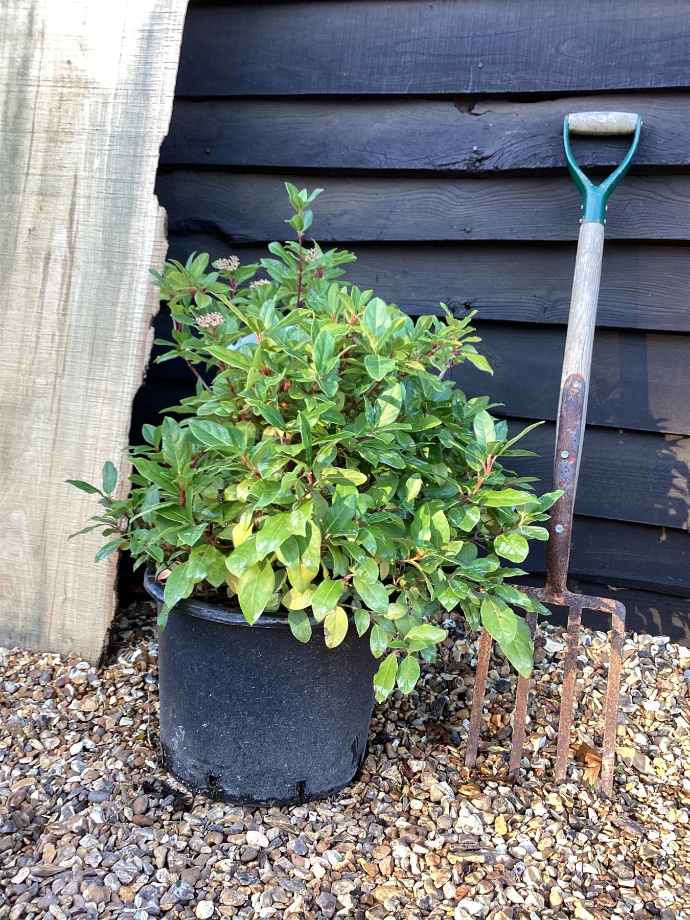Viburnum tinus |Laurustinus - 40-60cm, 20lt