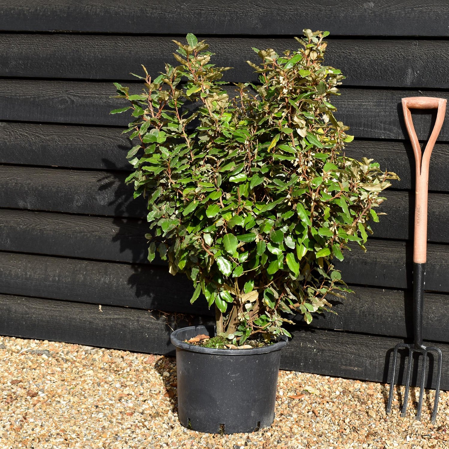Elaeagnus ebbingei Compacta - 80-90cm - 20lt