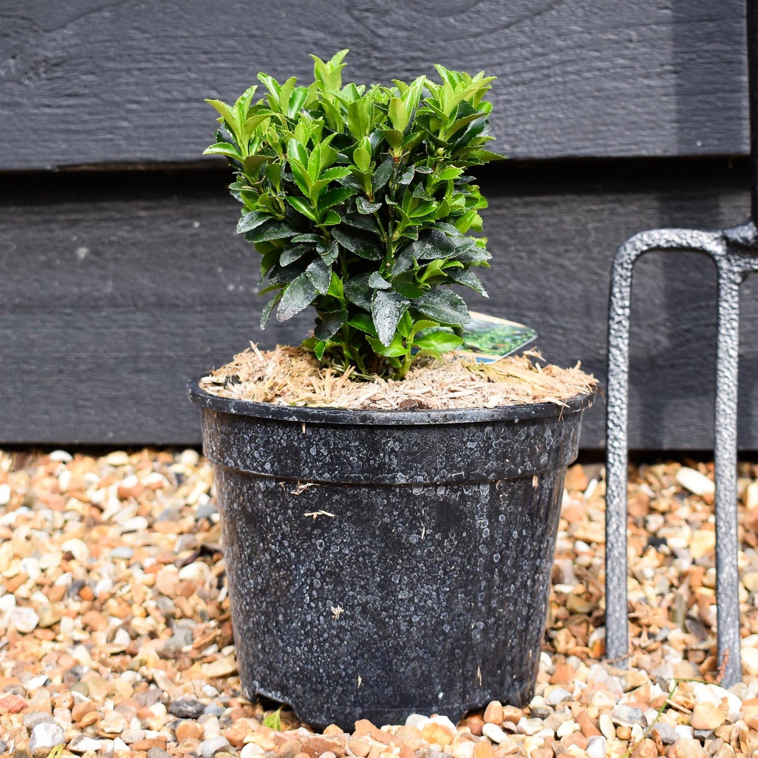 Euonymus japonicus 'Green Rocket' - Height 20-25cm - 2lt