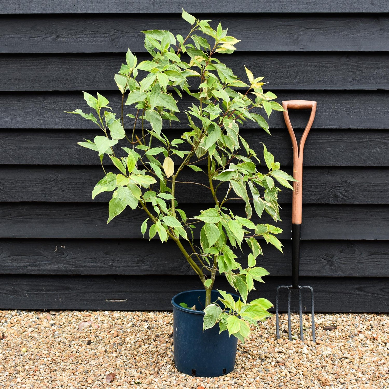 Cornus alba 'Gouchaultii' | Dogwood 'Gouchaultii' - 70-100cm, 12lt