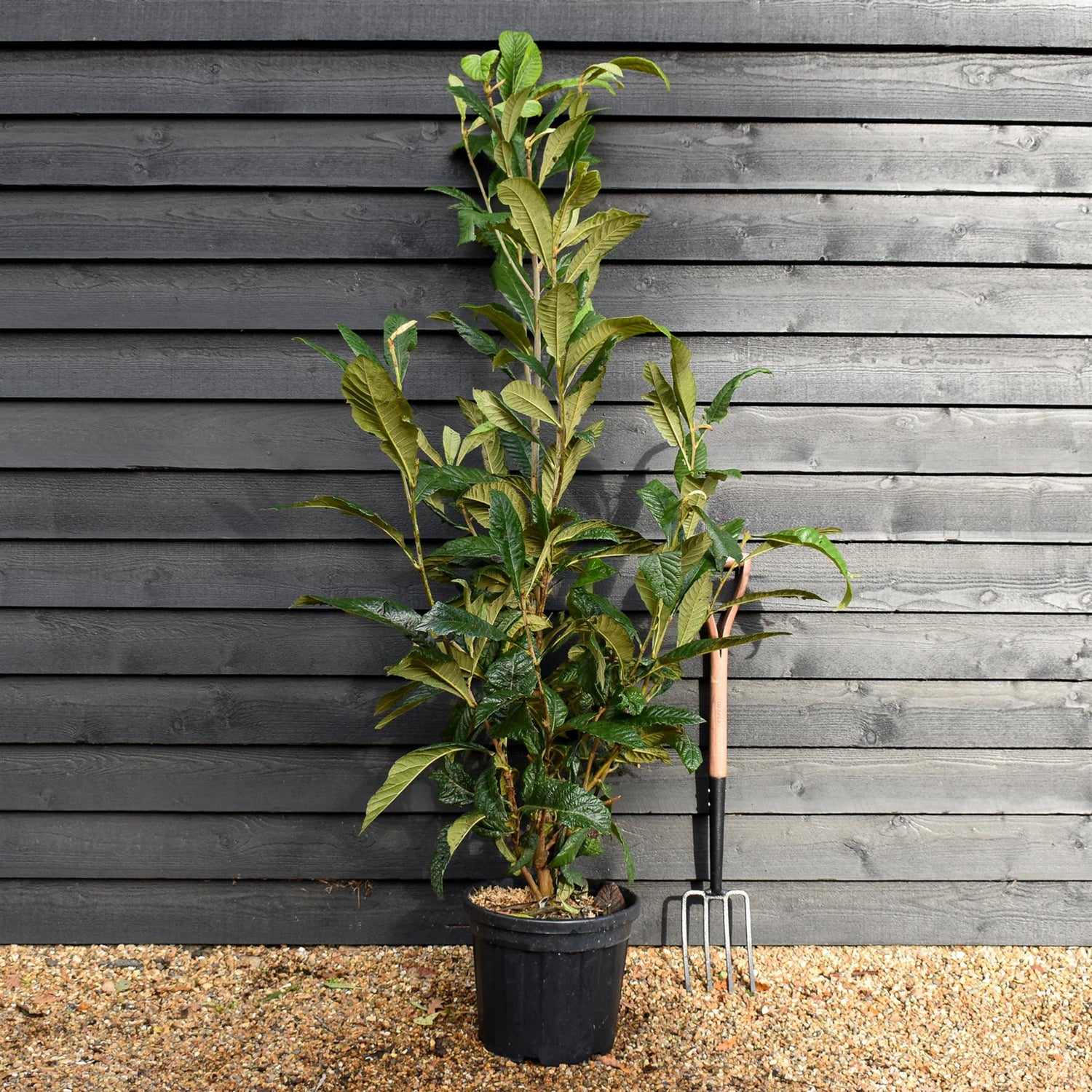 Eriobotrya japonica Shrub| Loquat, Japanese medlar  - Shrub - Height 180-190cm - 25lt
