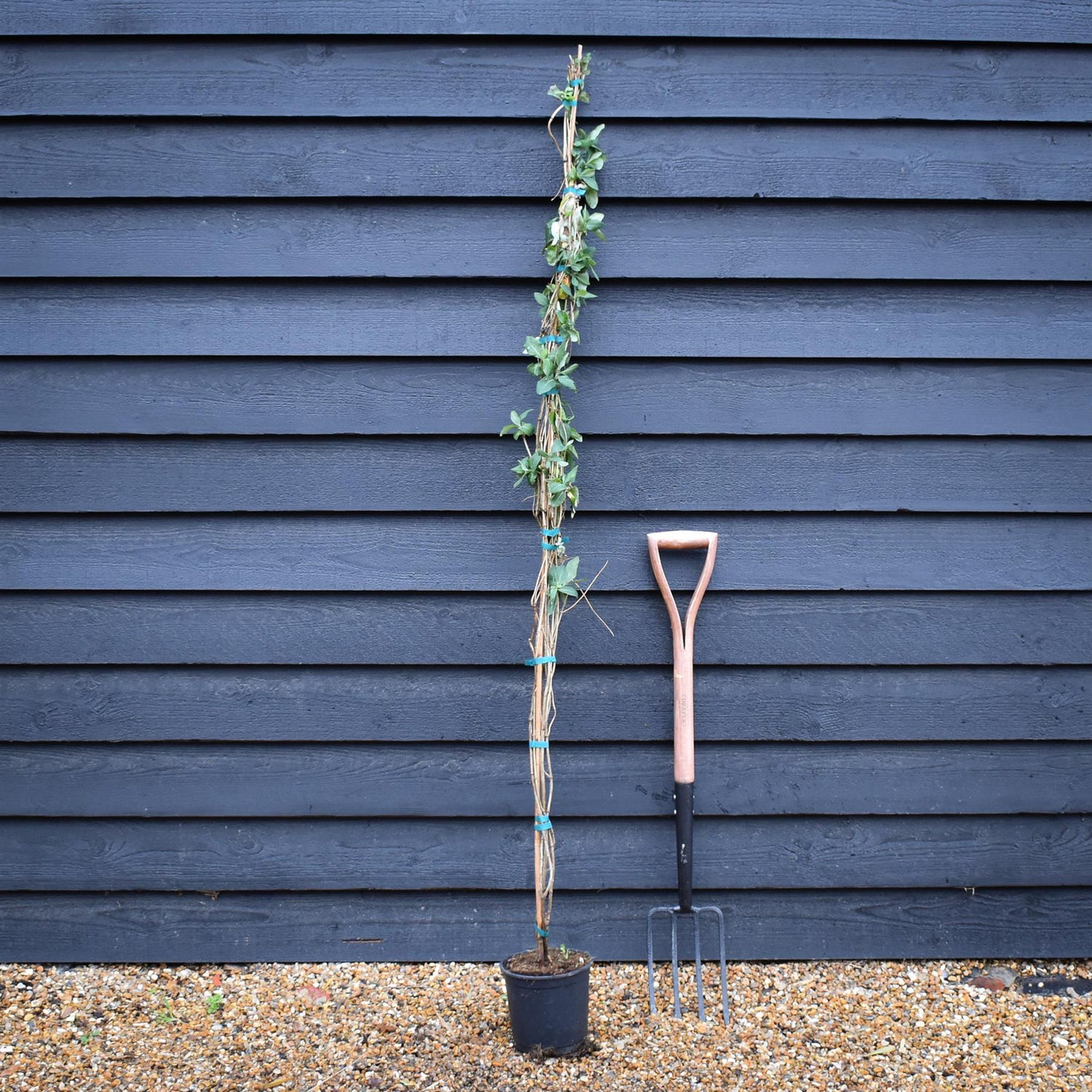 Lonicera x heckrottii 'Gold Flame' | Gold Flame Honeysuckle - 160-170cm - 3lt