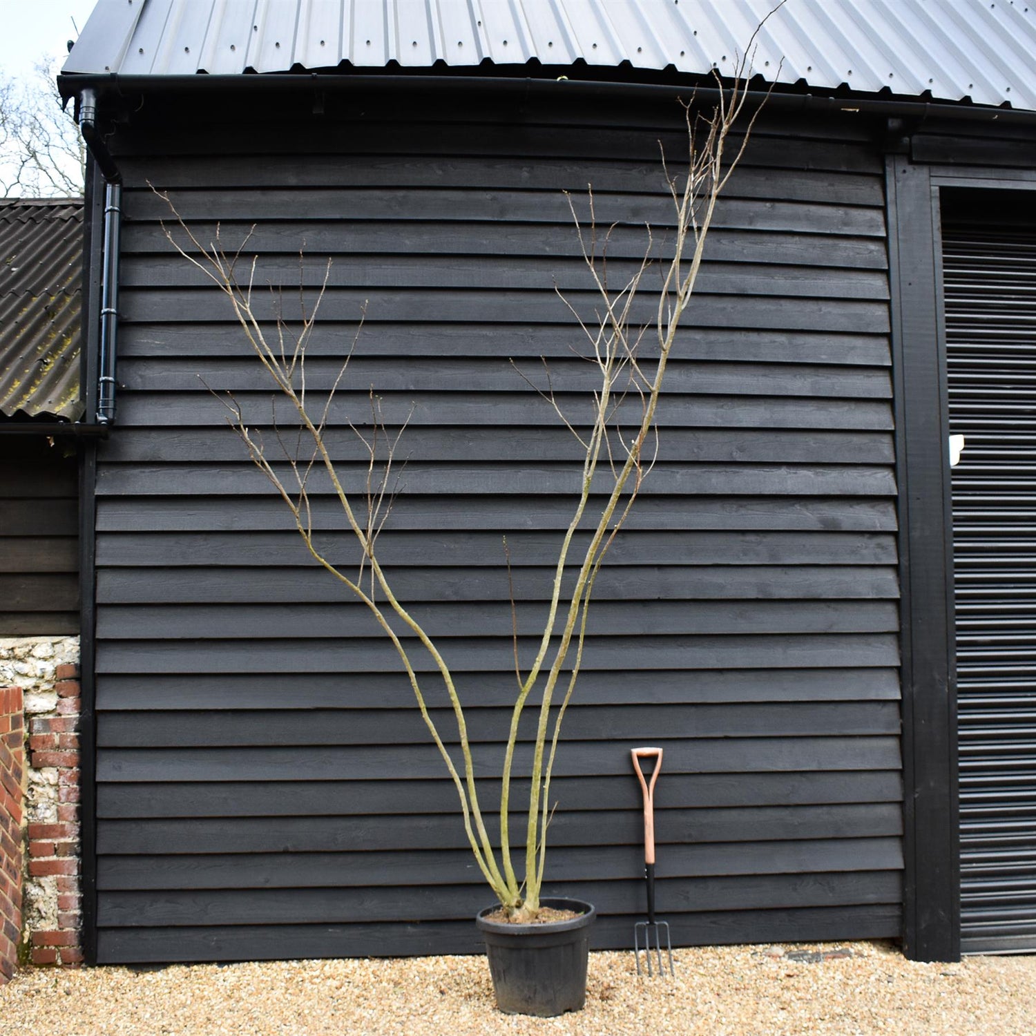Silk Tree | Albizia julibrissin 'Ombrella' - Height 280-310cm - Multistem - 45lt