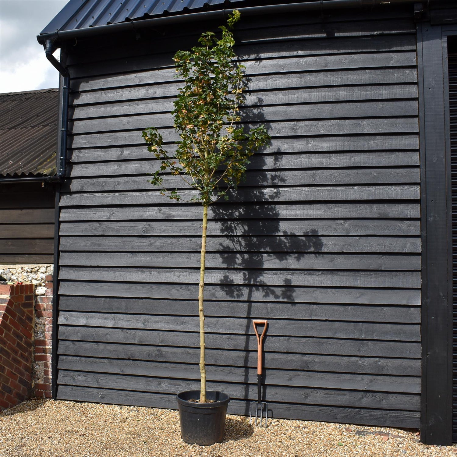 Upright Field maple | Acer campestre 'Fastigiatum' - Clear Stem - Height 250-300cm - Girth 6-8cm - 45lt