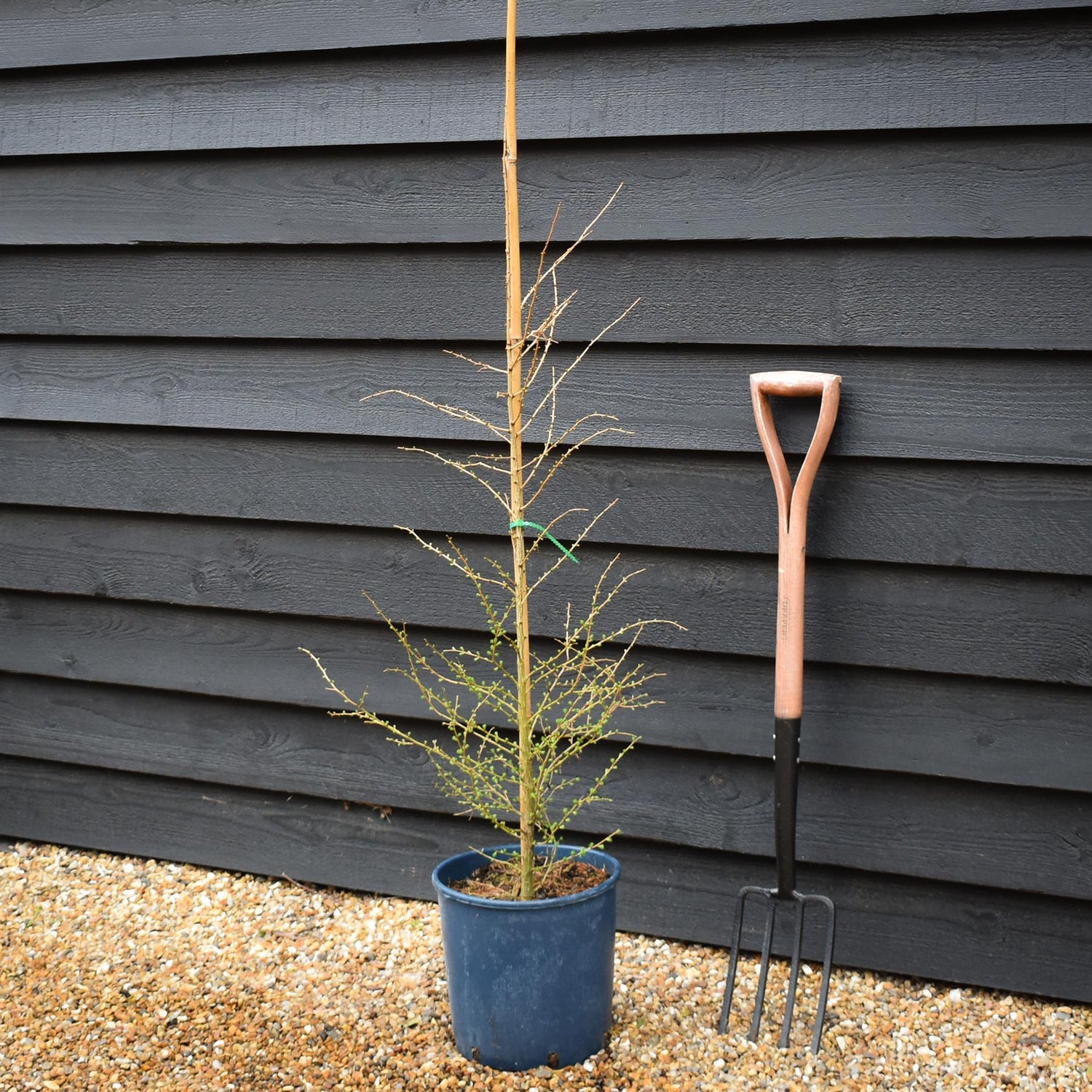 Larix decidua - European Larch - Height 90-120cm - 12lt