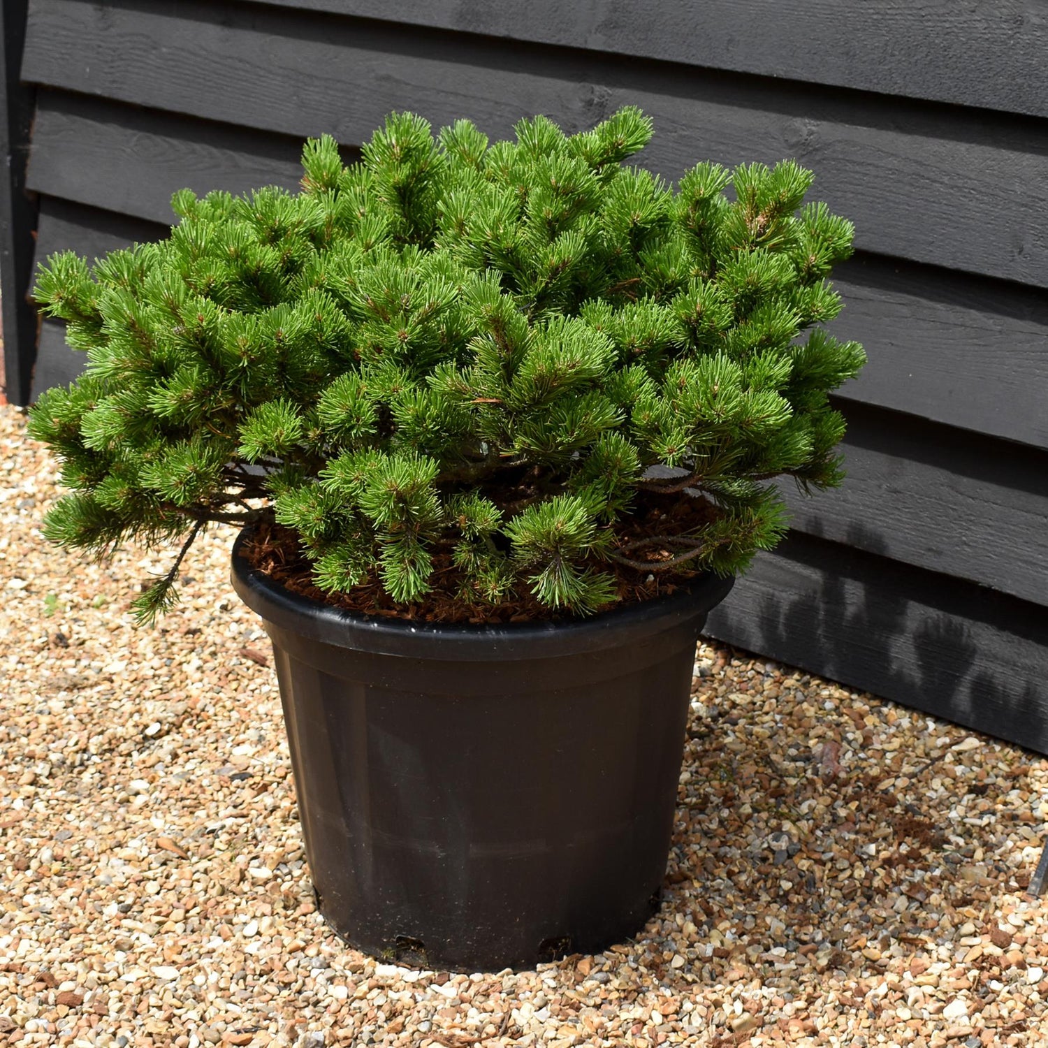 Pinus mugo Klostergrun - Height 30-40cm - Width 70-80cm - 35lt