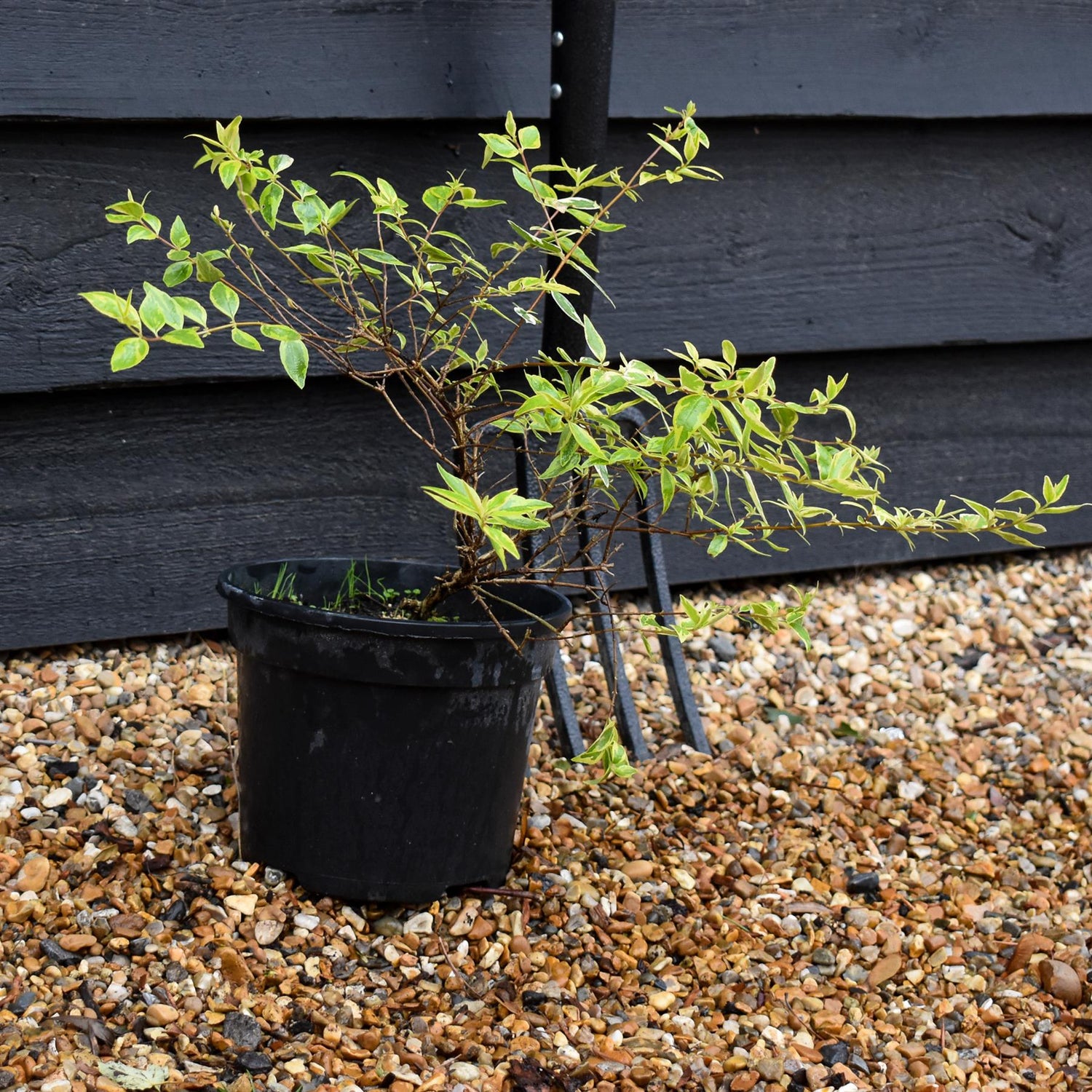 Abelia Radiance - 20-30cm, 3lt