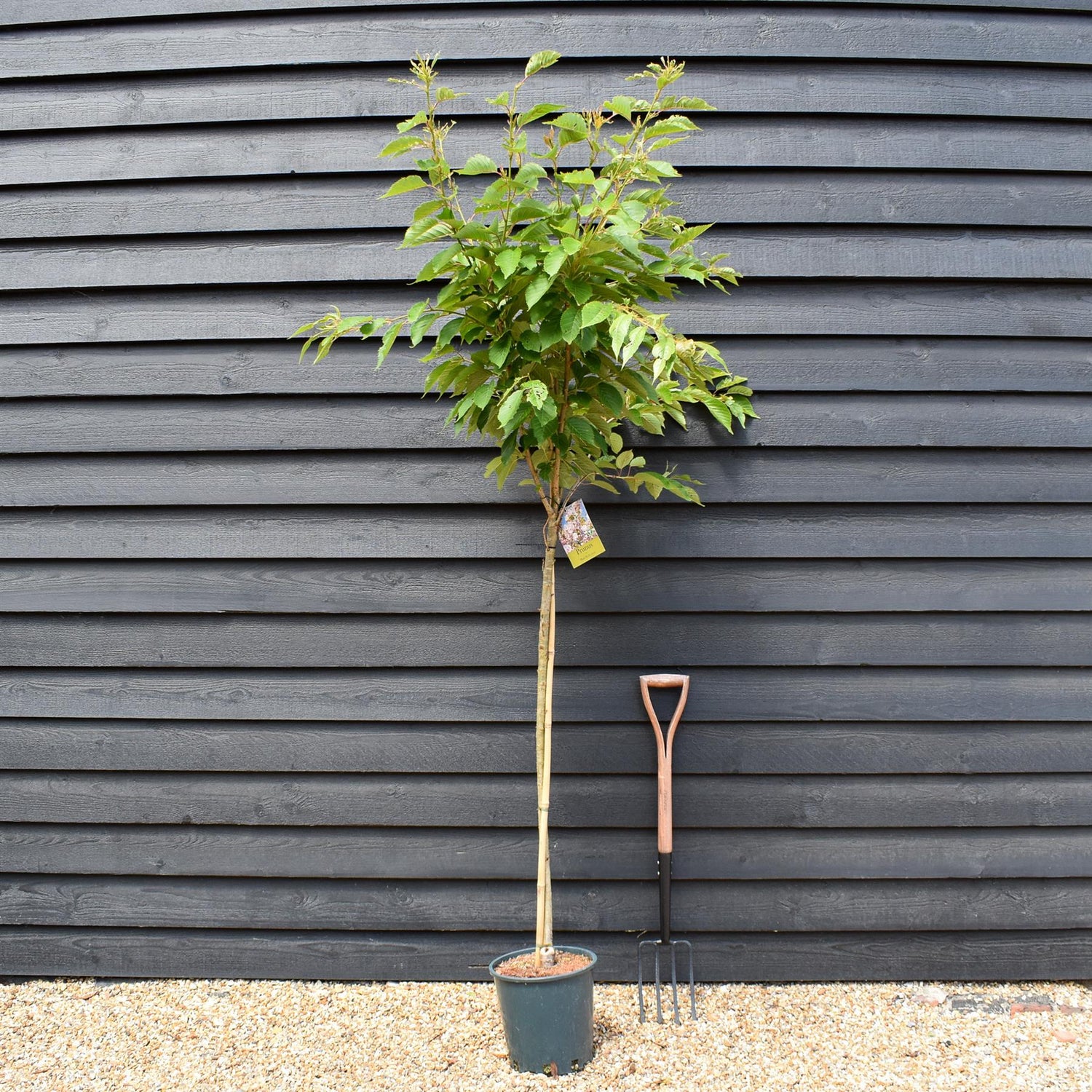 Prunus Pink Perfection | Flowering Cherry 'Pink Perfection' - 200-250cm, 10lt