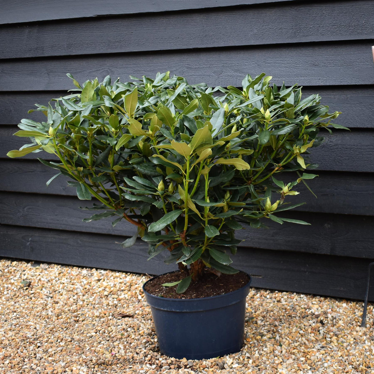 Rhododendron 'Madame Masson' - Shrub - Height 60-70cm - Width 80-90cm - 15lt