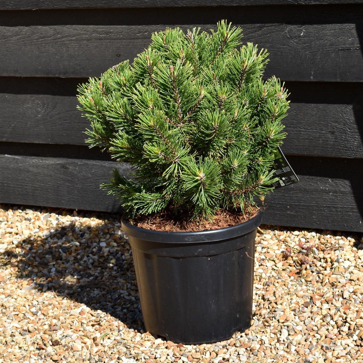 Pinus mugo 'Wintergold' | Golden mountain pine - Height 30-40cm - 7.5lt
