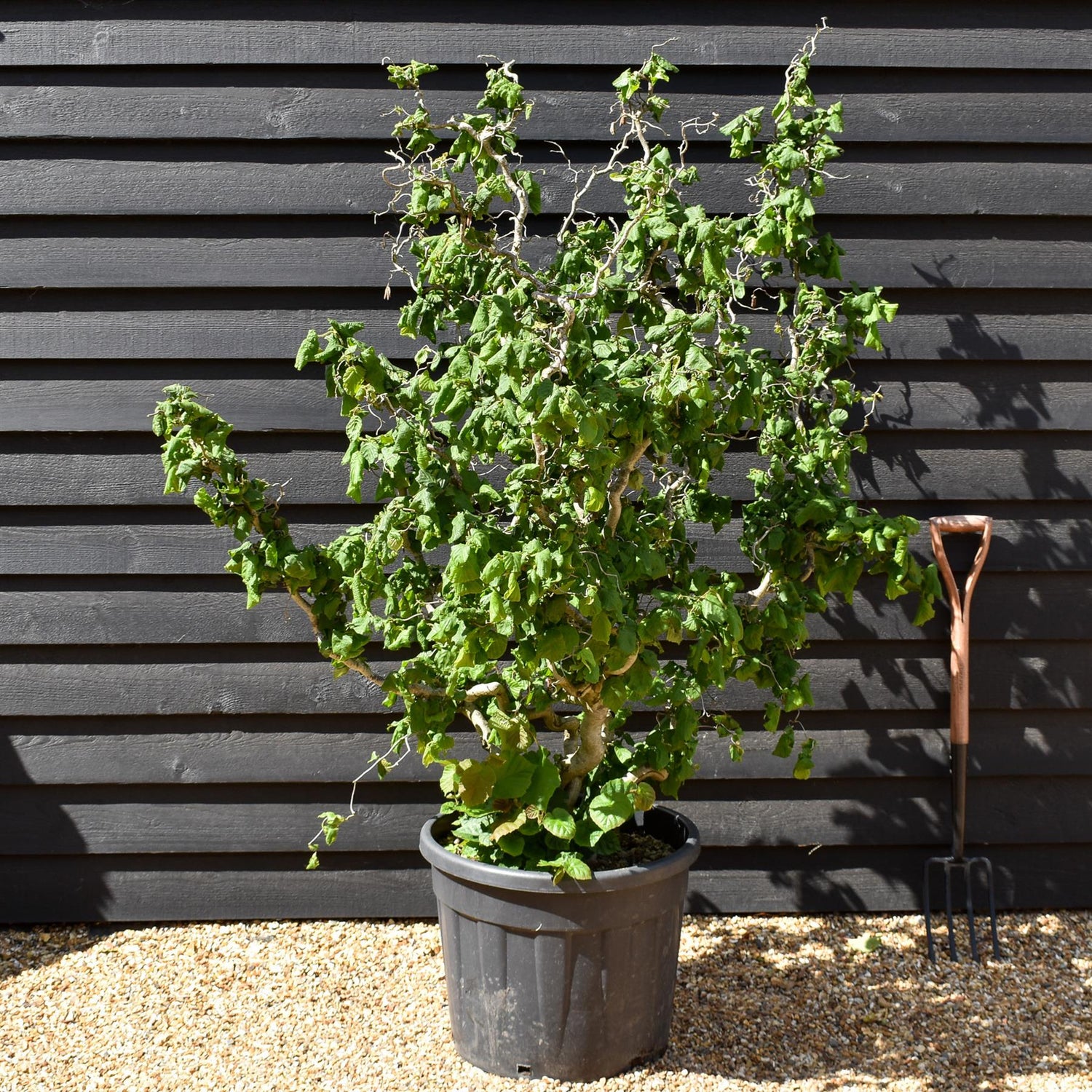 Corylus avellana 'Contorta' | Corkscrew Hazel - Height 160-190cm - 45lt