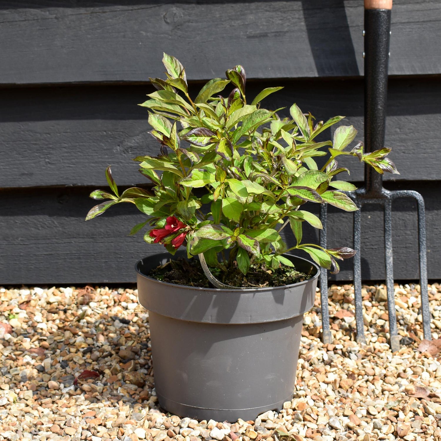 Weigela 'Camouflage' - 30-60cm - 5lt