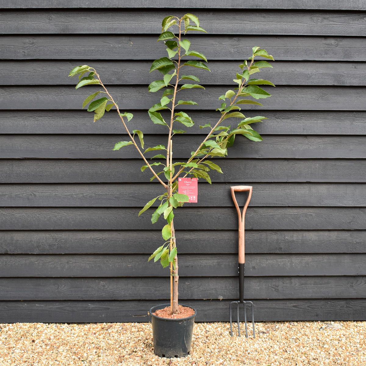 Cherry 'Sunburst' on Colt | Prunus Avium - Semi-Dwarfing - 160-170cm - 12lt