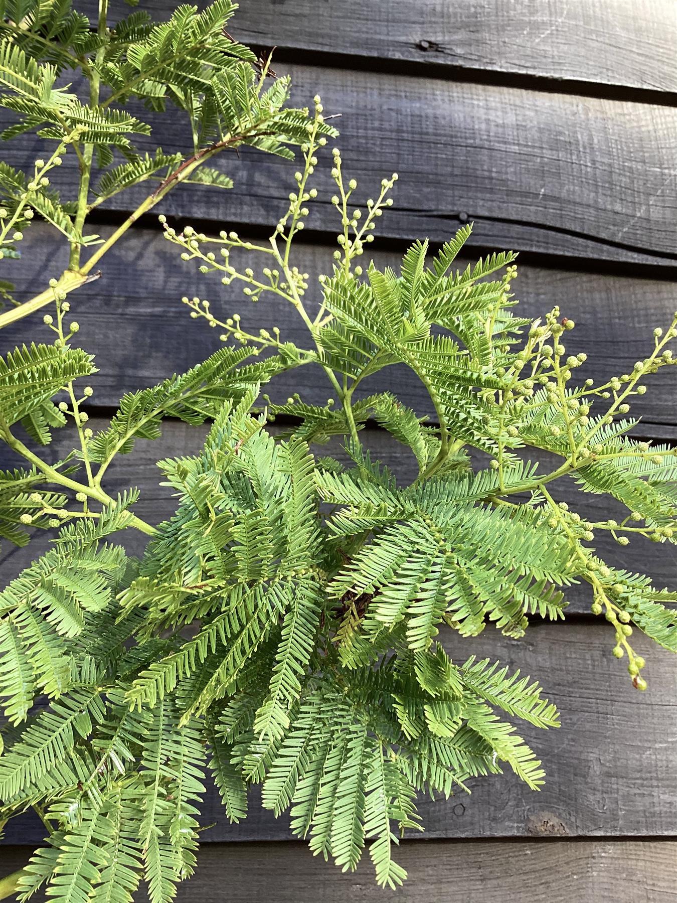 Acacia dealbata 'Gaulois Astier' | Mimosa Tree - 230-240cm, 30lt