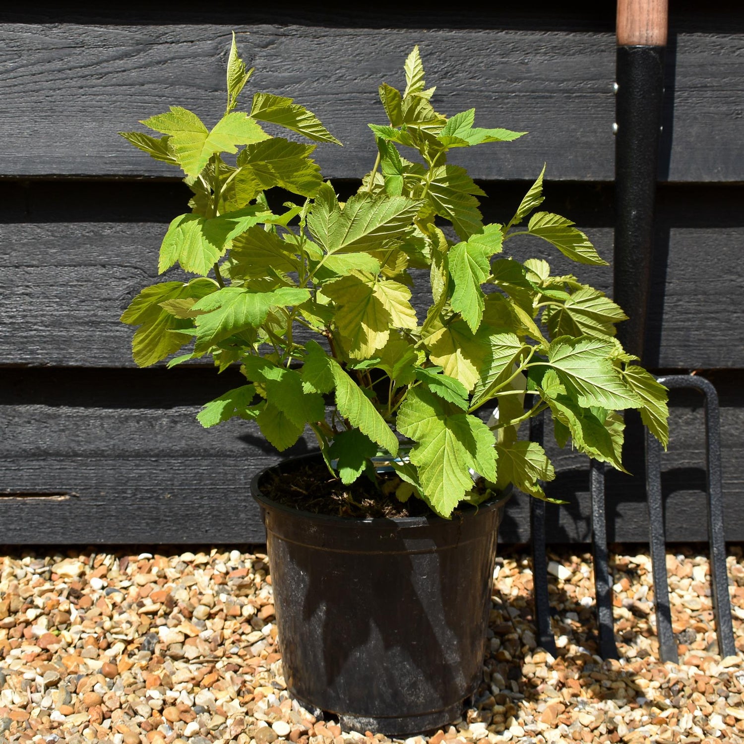 Physocarpus opulifolius 'Dart's Gold' - Shrub - Height 15-25cm - 2lt