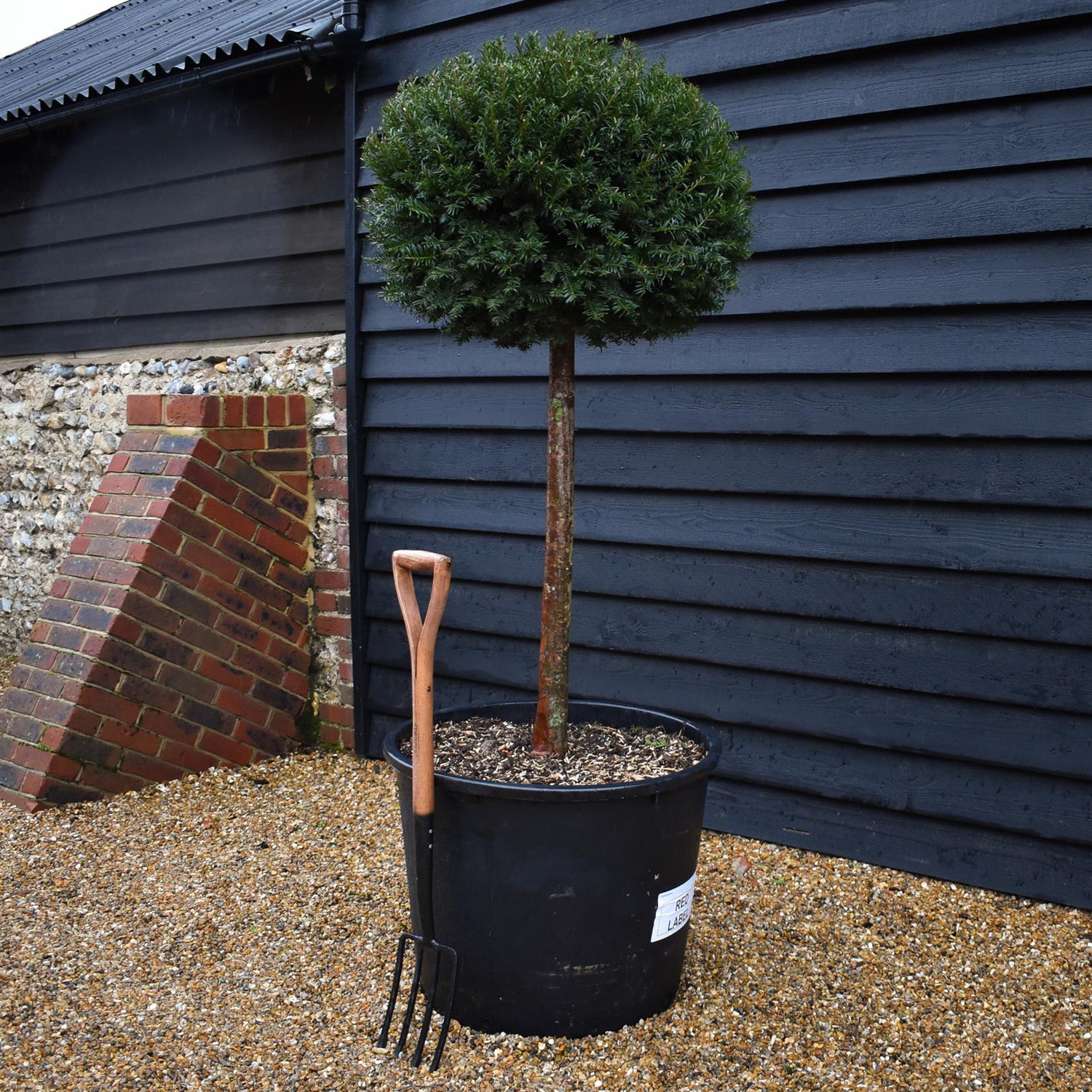 Taxus baccata -  Lollipop - Stem 80cm - Height 140cm - 210lt