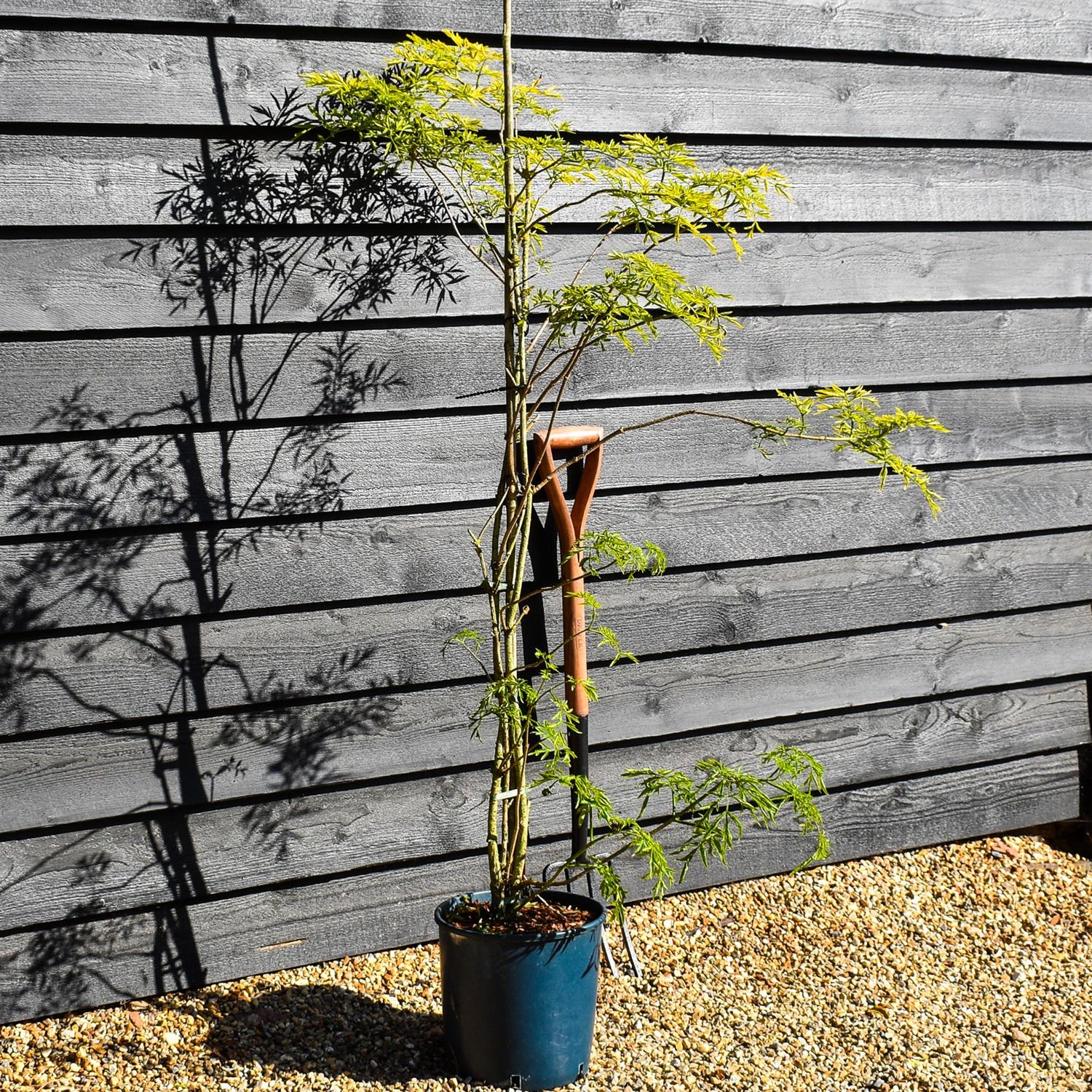 Sambucus Golden Tower - Height 180-200cm - 10lt