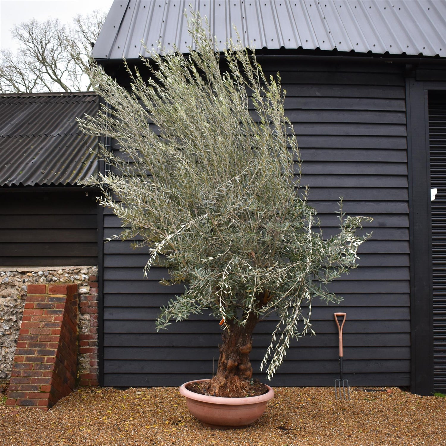 Olive Tree | Olea Europea - Specimen 20A- Bowl - Double Branched - Trunk Height 100cm - Height 300-320cm - 90lt