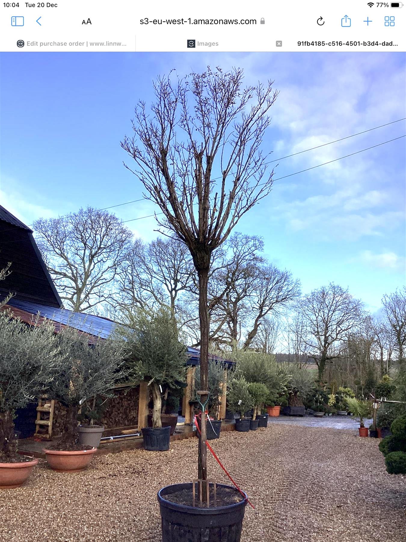 Robinia Pseudoacacia Umbraculifera | False Acacia - Height 450cm - Girth 20cm - Clear Stem - 230lt