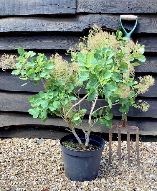 Cotinus coggy. Young Lady | Smoke Tree 'Young Lady' - 50-100cm, 5lt