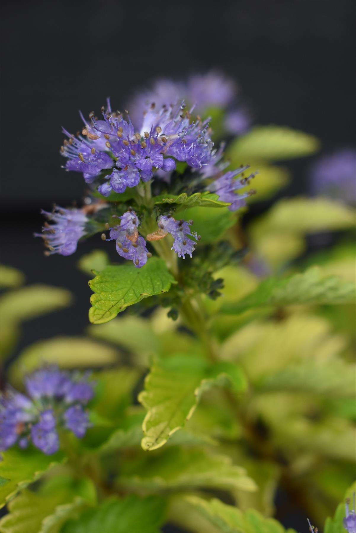 Caryopteris Hint of Gold 'Lisaura' - 30-60cm, 10lt