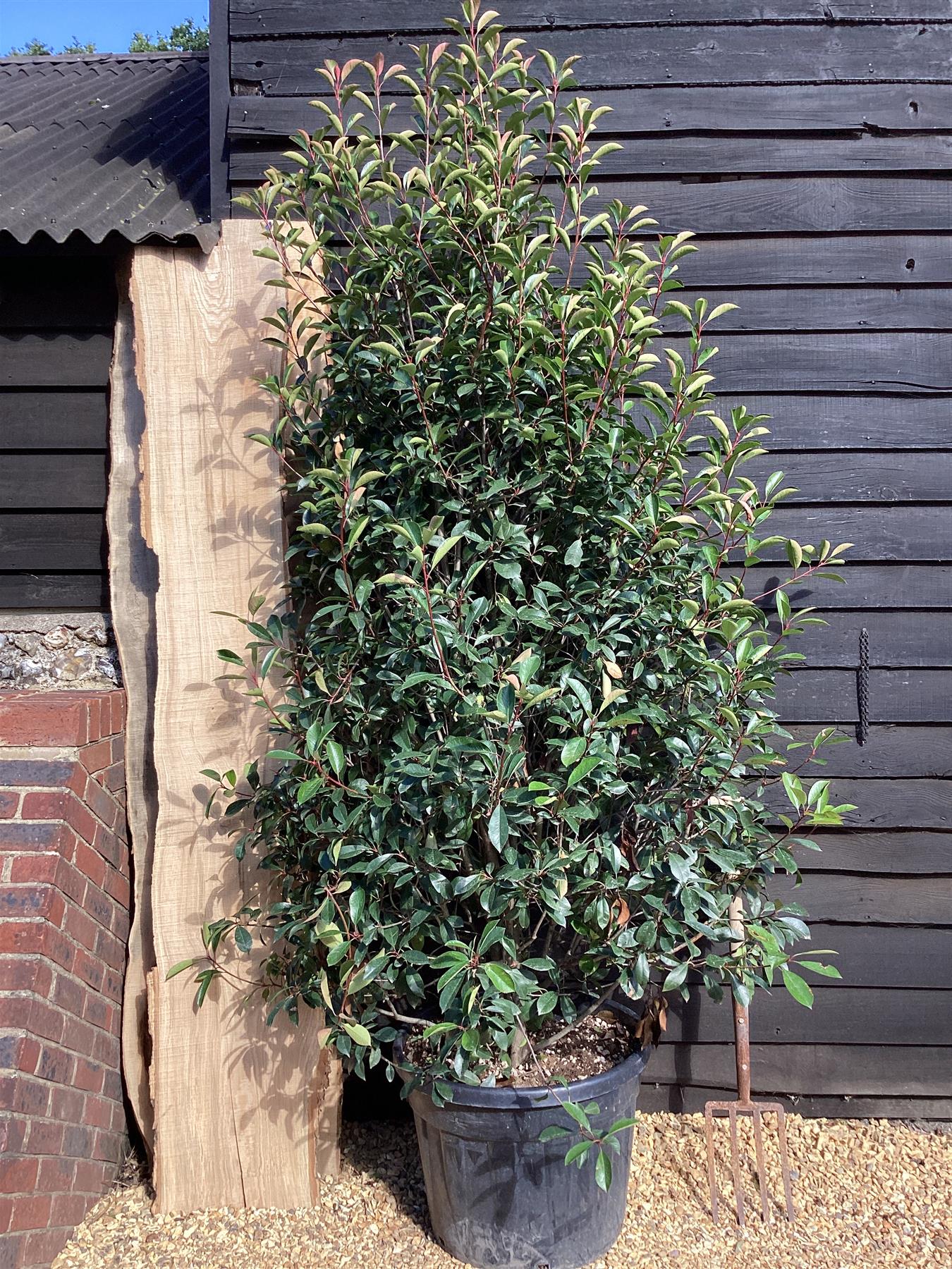 Photinia Red Robin - 200-220cm - 90lt