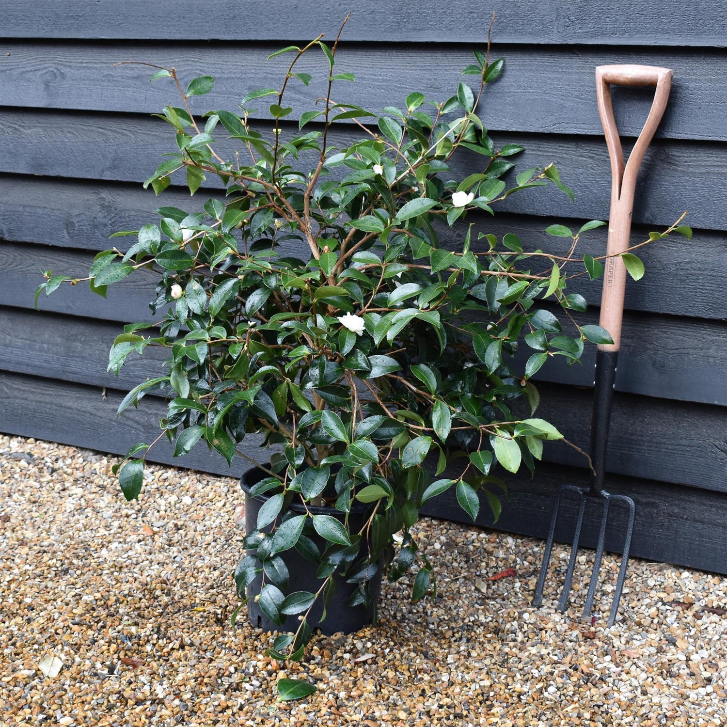 Camellia sasanqua 'Winter's Snowman' - 60-70cm - 12lt