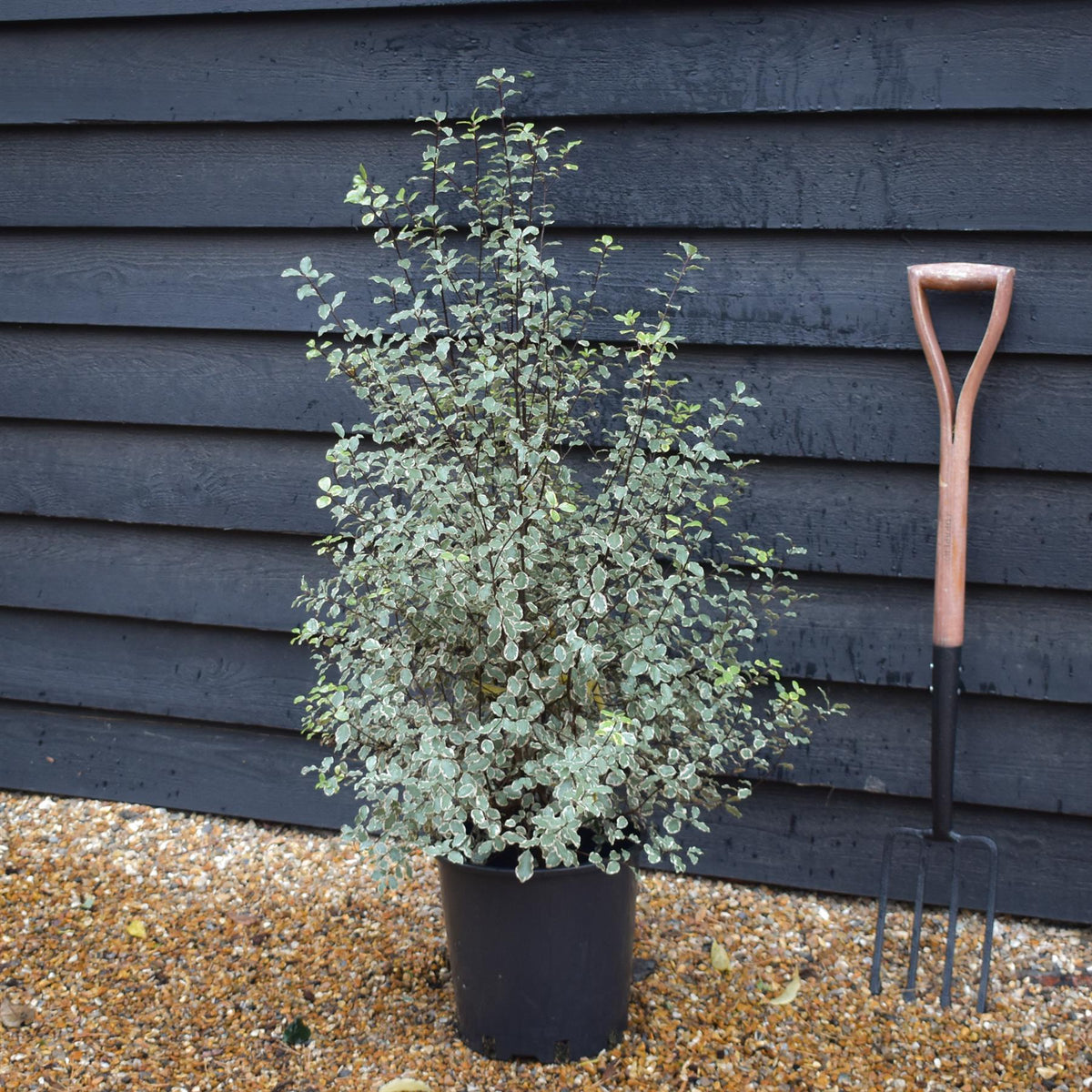 Pittosporum Victoria | Tawhiwhi 'Victoria' - Height 80-100 - 12lt