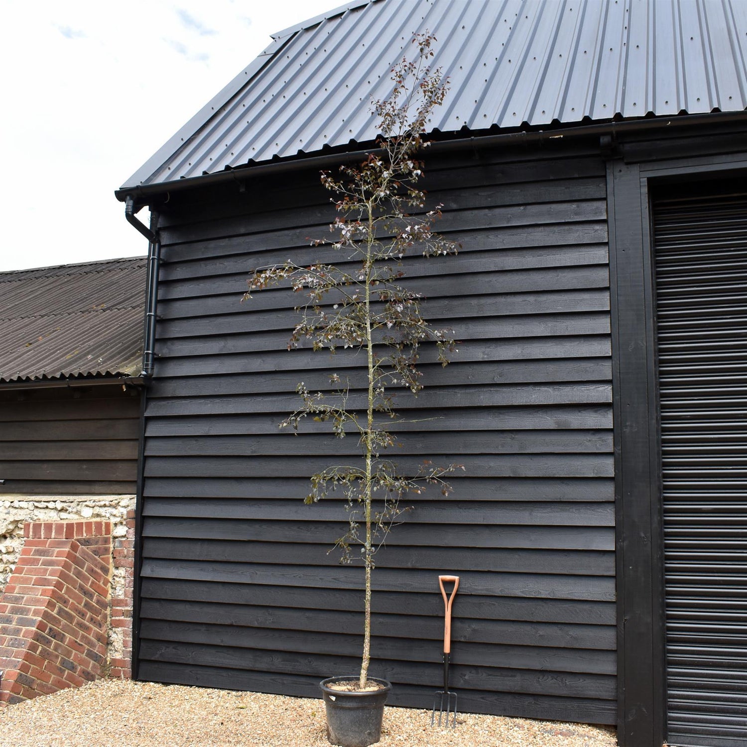 Purple-leaf Birch | Betula Purpurea - Height - 240-260cm - 12lt