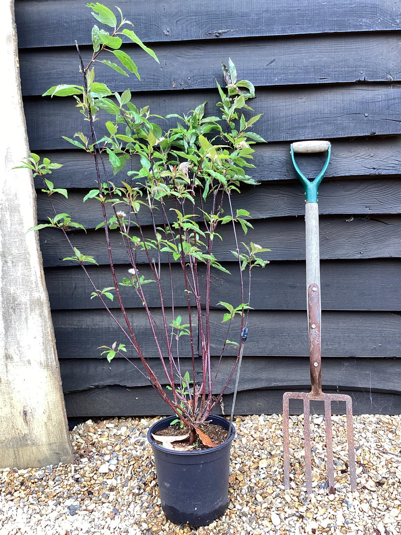 Cornus alba 'Kesselringii' | White dogwood 'Kesselringii' - 40-70cm, 5lt