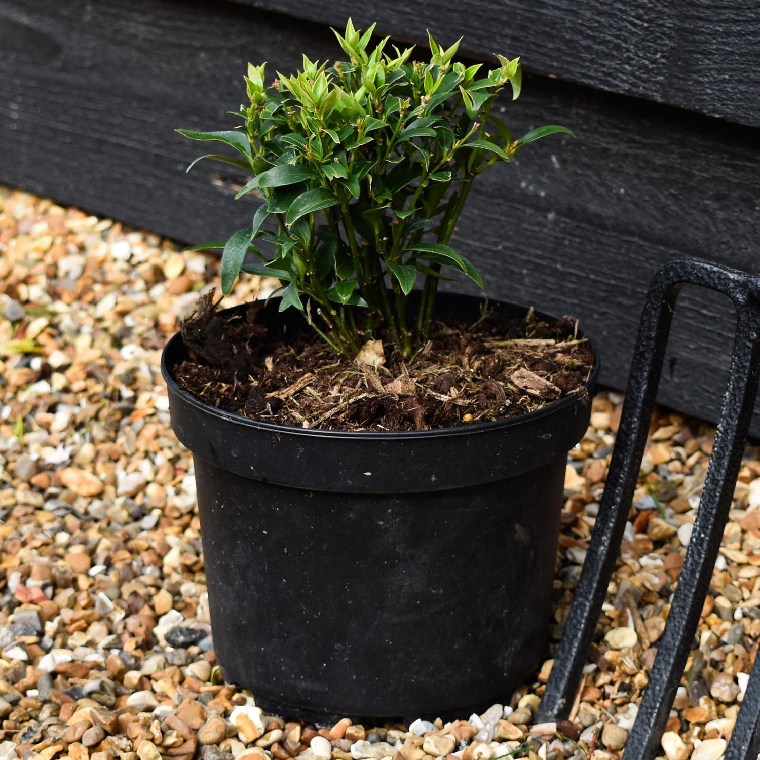 Sweet Box | Sarcococca ruscifolia Dragon Gate - Shrub - Height 15-20cm - 2lt