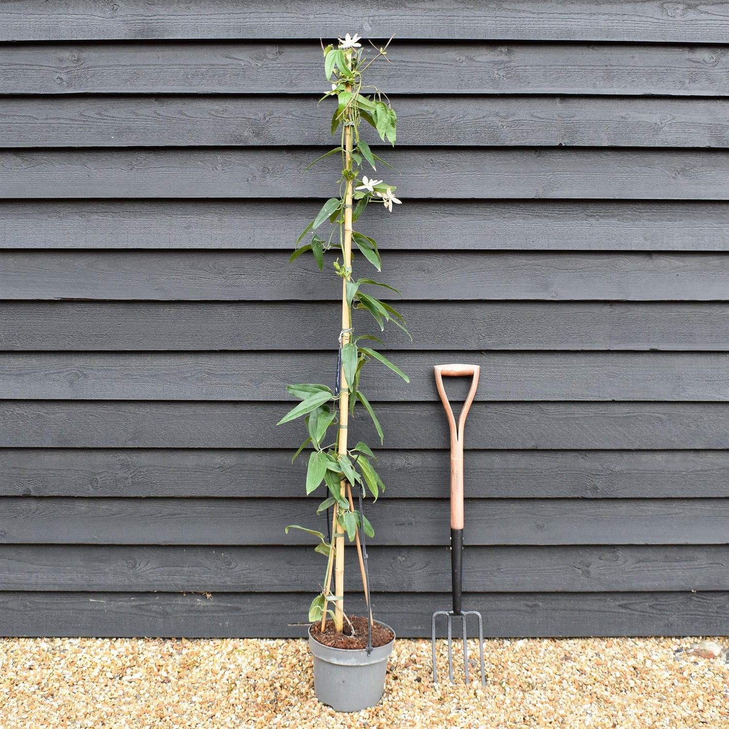 Clematis Armandii - Height 180-200cm - 8lt