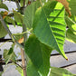 Acer davidii Viper | Snake Bark Maple - 170-190cm - 15lt