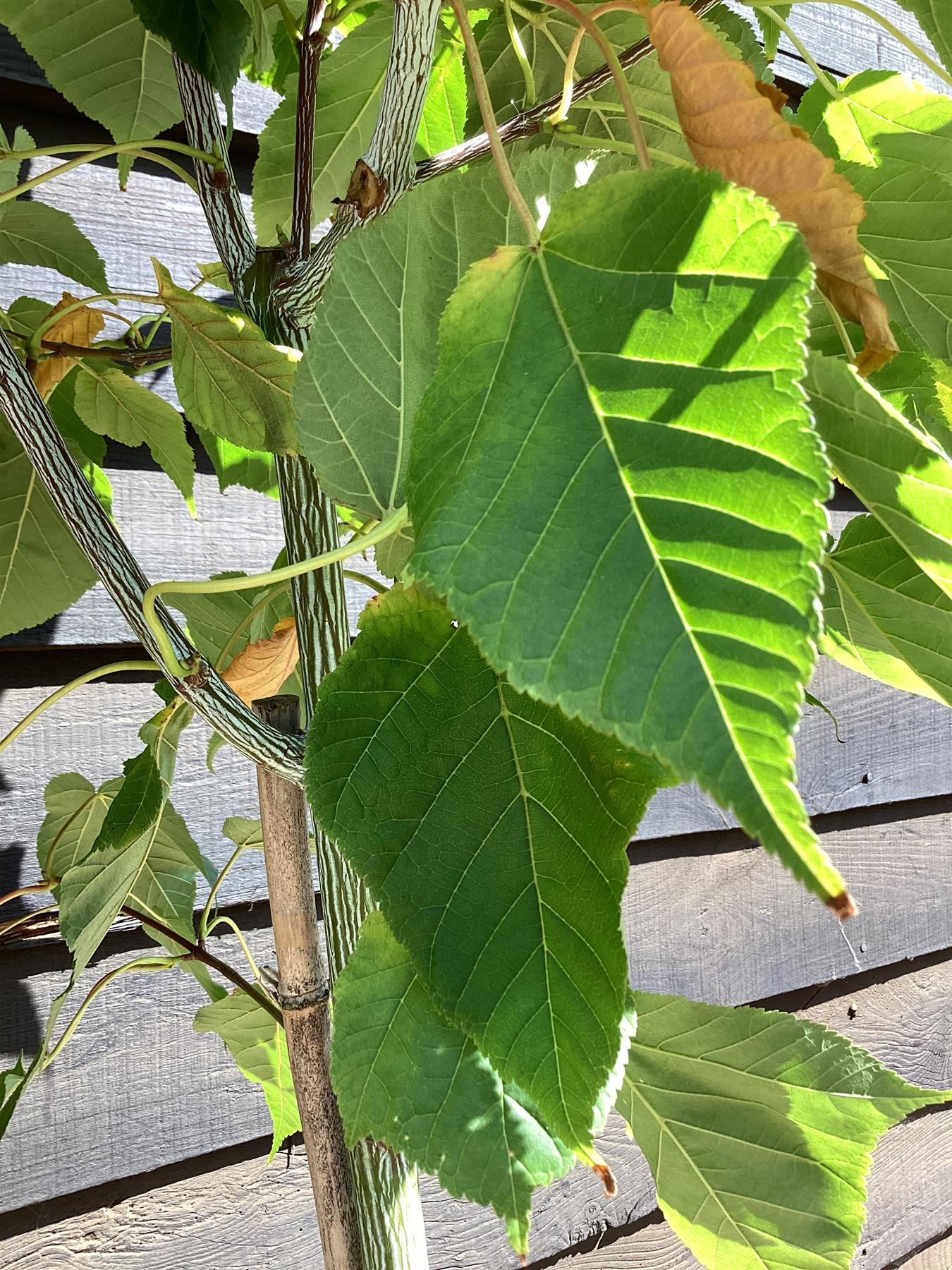 Acer davidii Viper | Snake Bark Maple - 170-190cm - 15lt