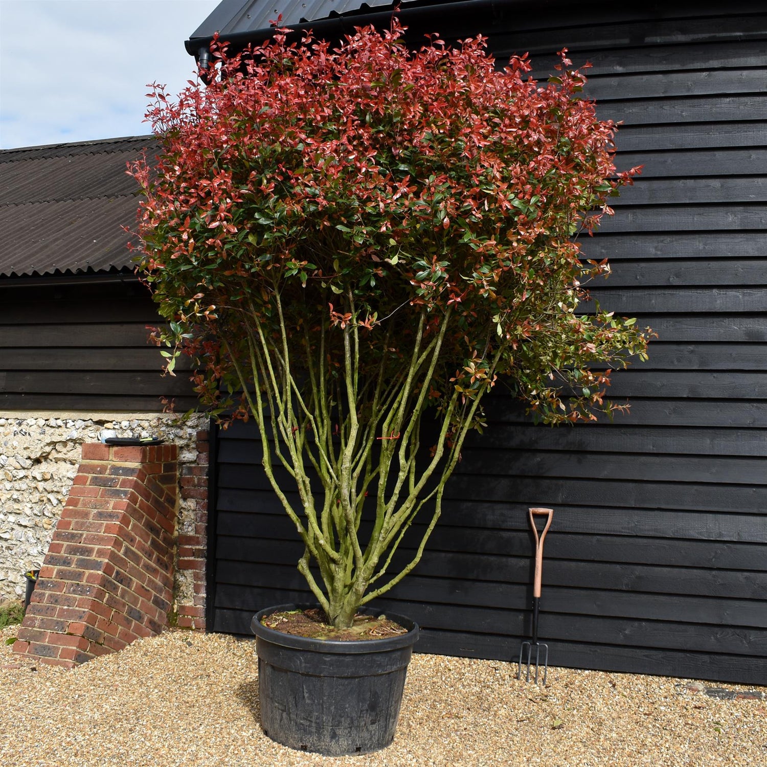 Photinia x fraseri Red Robin Compacta - Multistem - Height 300-350cm - 180lt