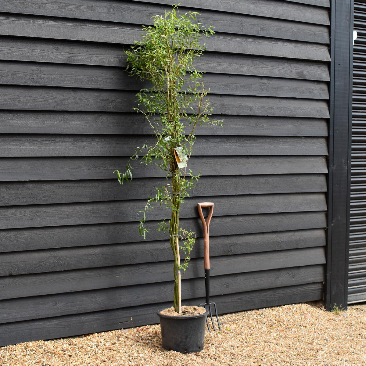 Salix matsudana Tortuosa | Corkscrew Willow - Tree - Height 180-220cm - 20lt