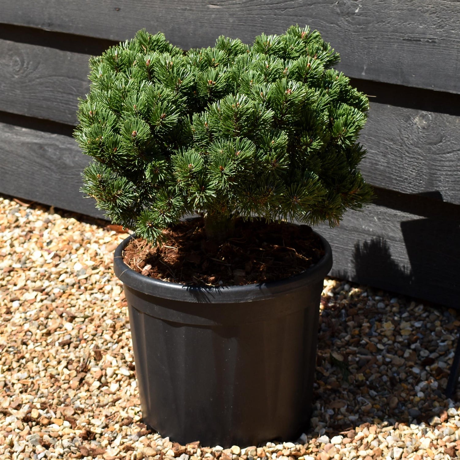 Pinus mugo 'Sherwood Compact' | Dwarf mountain pine - Height 20cm-30cm - Width 20cm-30cm - 10lt