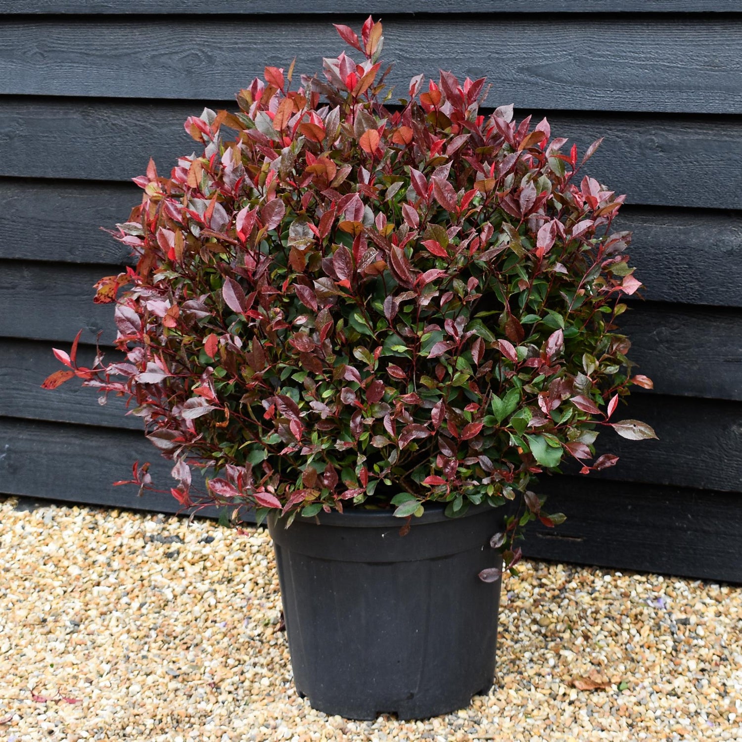 Photinia x fraseri Robusta Compacta - Ball - Height 75-80cm - Width 75-80cm - 30lt