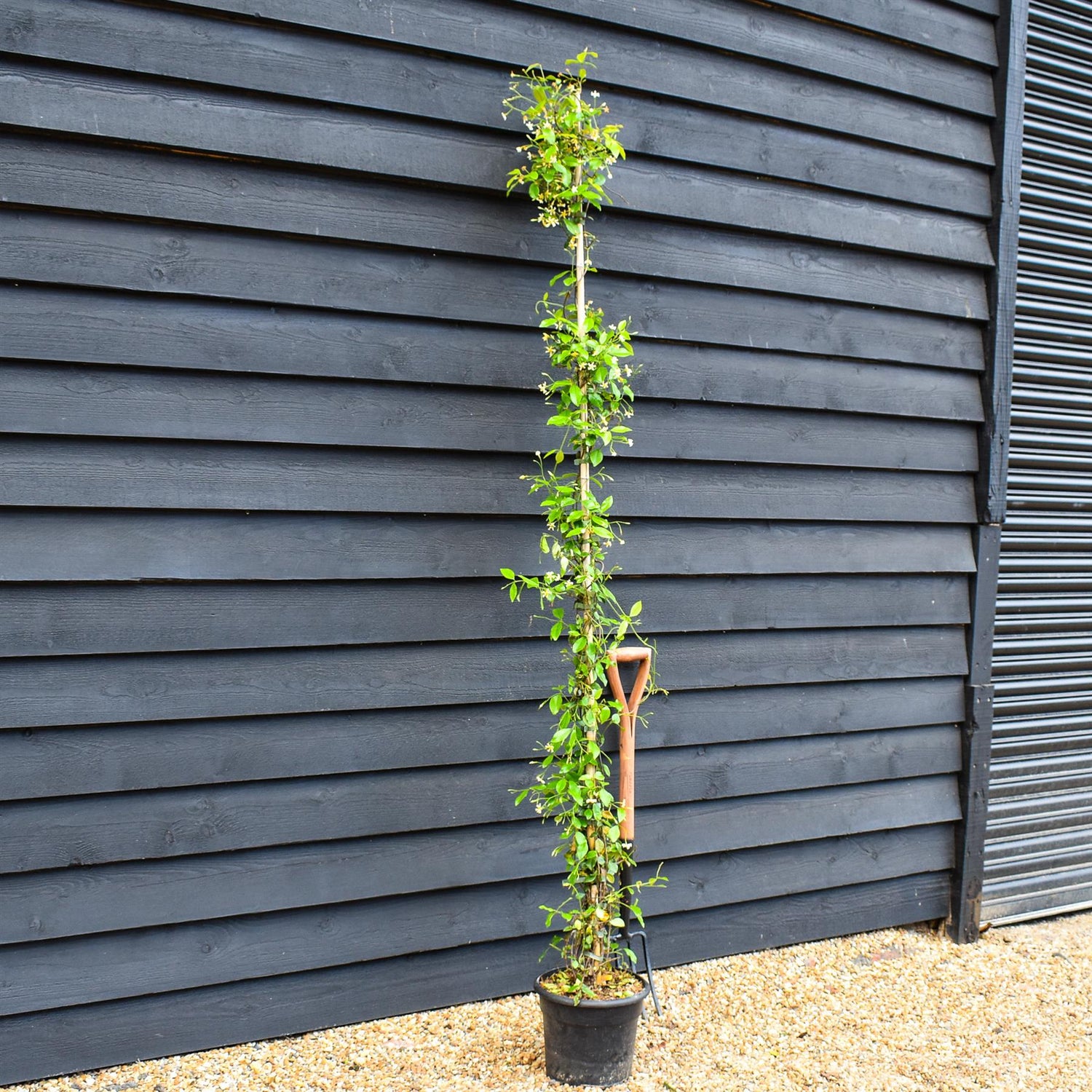 Trachelospermum jasminoides 'Star of Toscane' - Climber - Height 200-210cm - 10lt