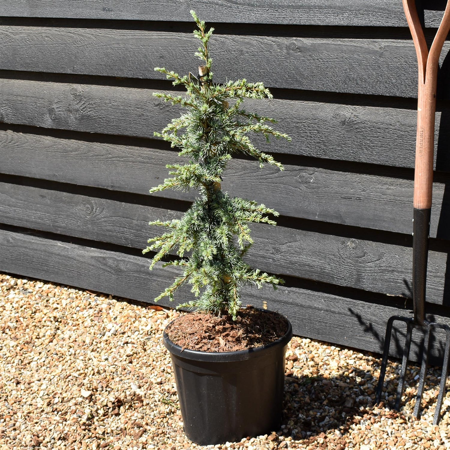 Cedrus libani atlantica 'Saphire Nymph' | Atlas Cedar - Height 70-80cm - Width 30-40cm - 11lt