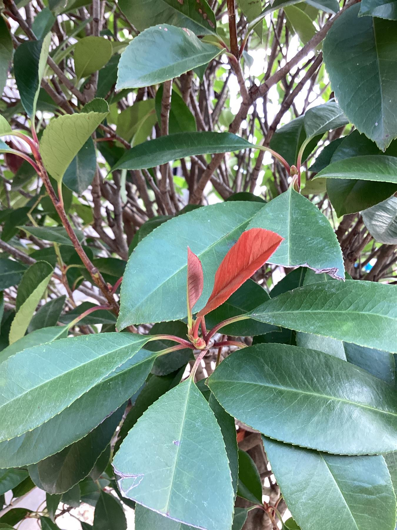 Photinia Red Robin | Christmas berry 'Red Robin' - 1/2 std Clear Stem - 200-240cm, 150lt