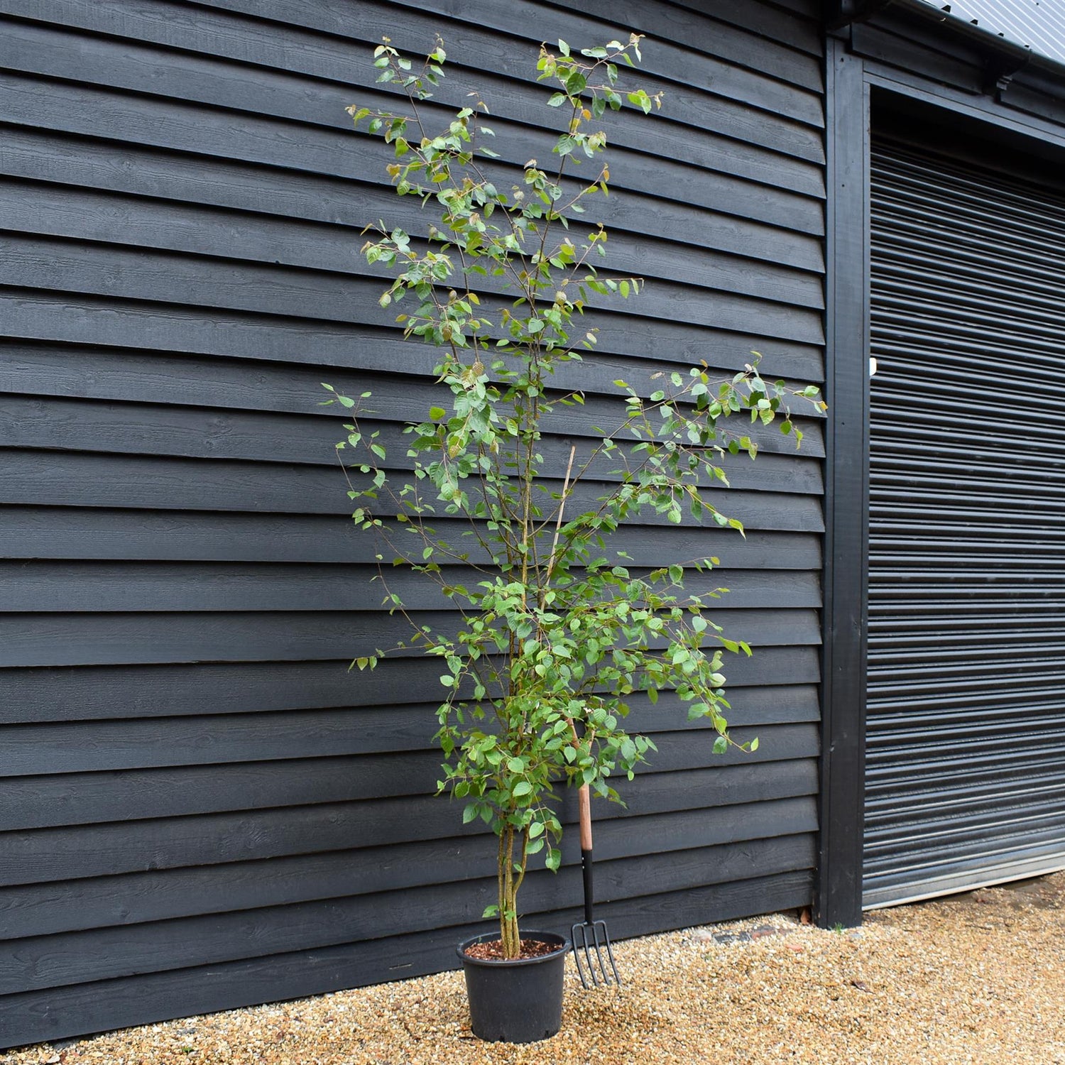 Betula utilis jacquemontii | Kashmir Birch - Multistem - 280cm, 20lt
