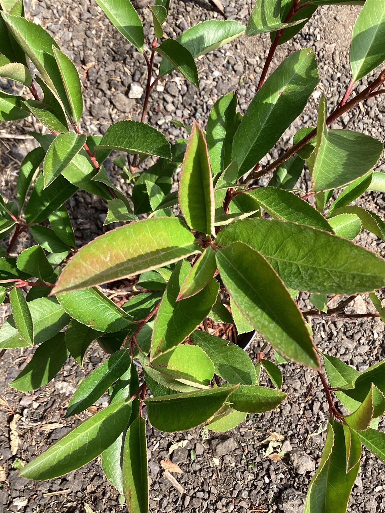 Photinia Red Robin - 20/40cm, 2lt