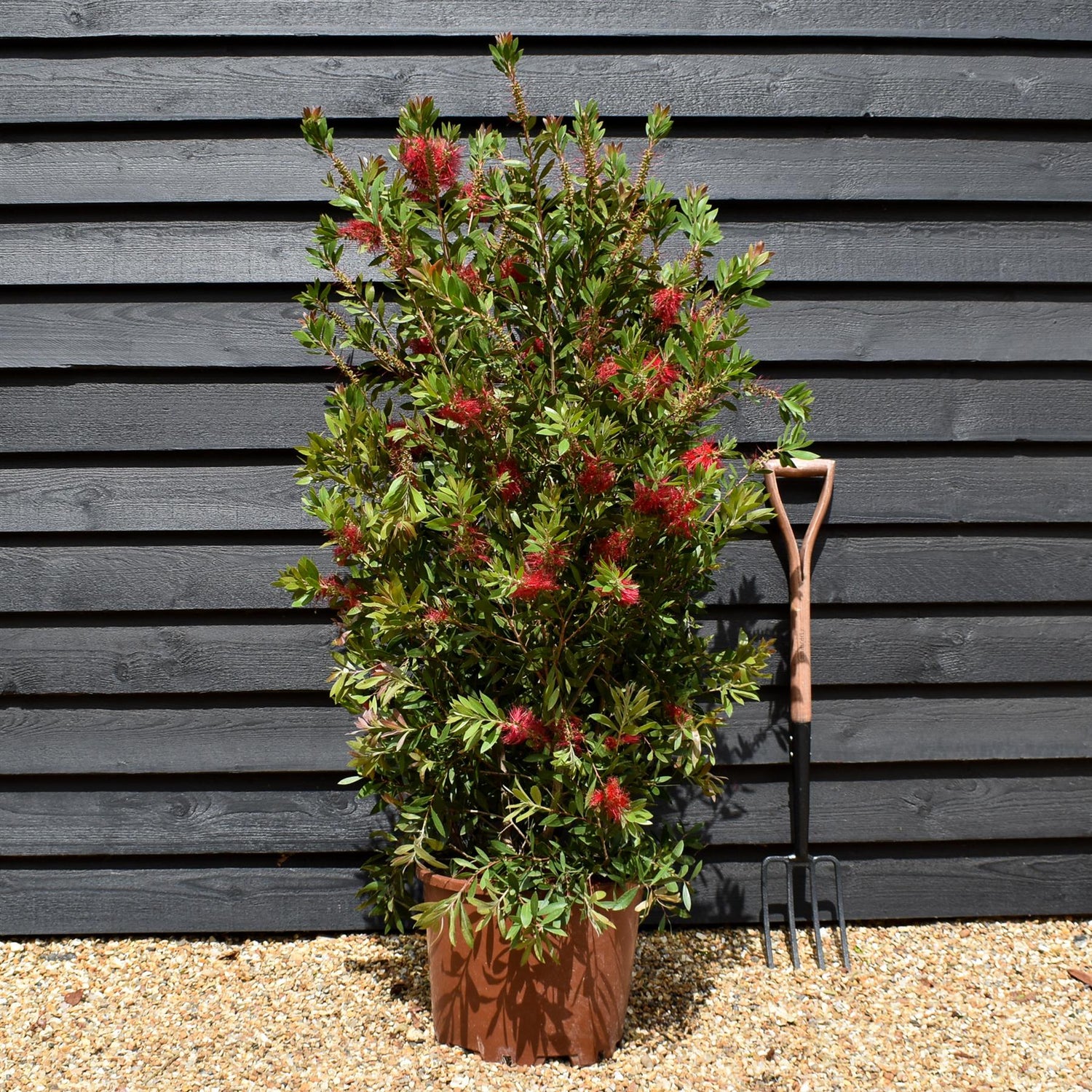 Callistemon Laevis | Bottlebrush - Shrub - Height 130-150cm - 35lt