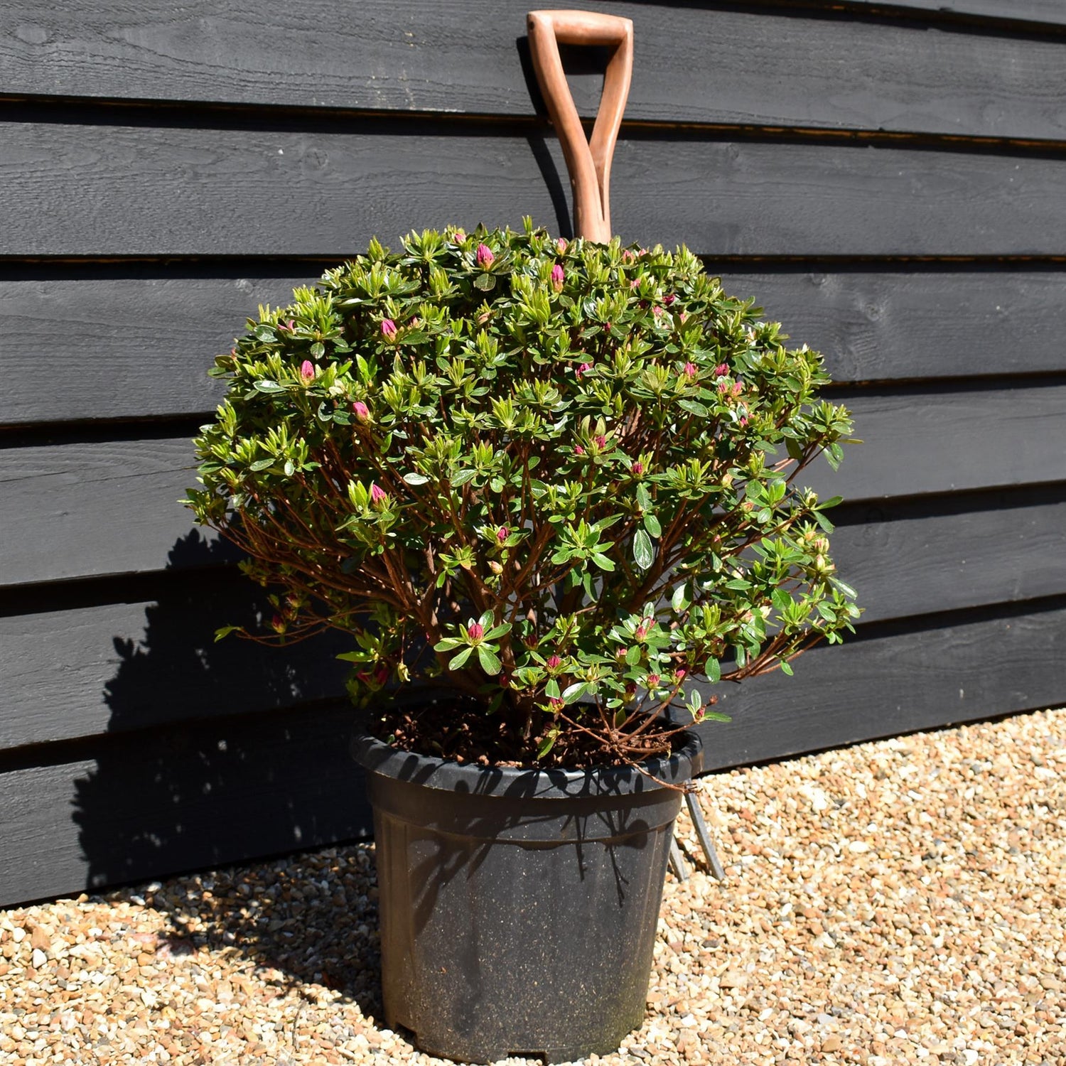 Azalea Japonica 'Girards fuchsia' - 75cm - Bushy - 15lt