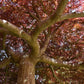Acer palmatum 'Dissectum Atropurpureum' | Purple Threadleaf Japanese maple - Girth 32cm - 200-220cm - 375lt